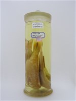 藏品(三線雞魚)的圖片